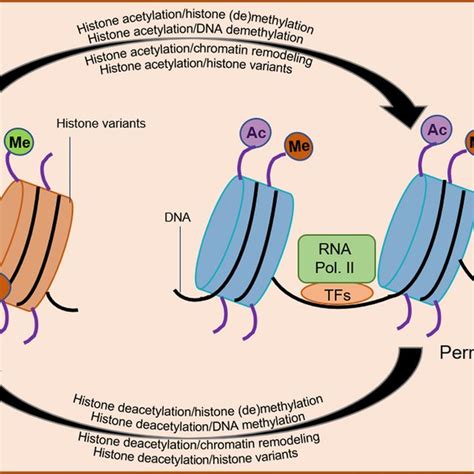 Regulation of histone acetylation dynamics. HATs (histone... | Download ...