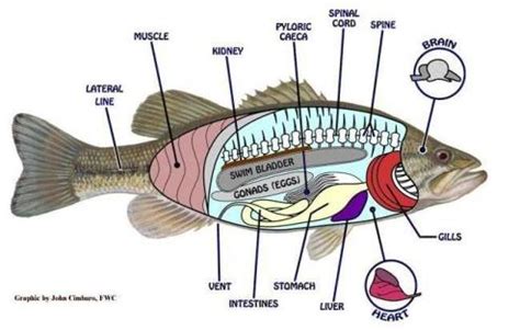 fish anatomy, fish diagram, anatomy of a fish