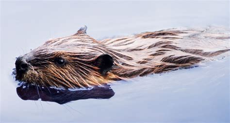 Beavers are engineering a new Alaskan tundra