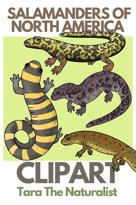 Salamander Clip Art (Salamanders of North America) | Clip art, North ...