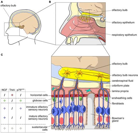 Frontiers | Nerve Growth Factor Biodelivery: A Limiting Step in Moving ...