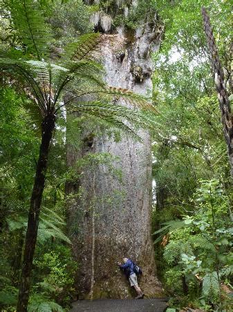 Tane Mahuta Walk (Opononi) - 2018 All You Need to Know Before You Go ...