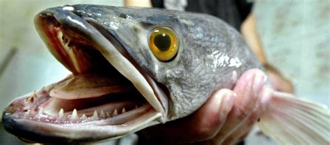 Beware the Invasive Snakehead Fish | Critter Science