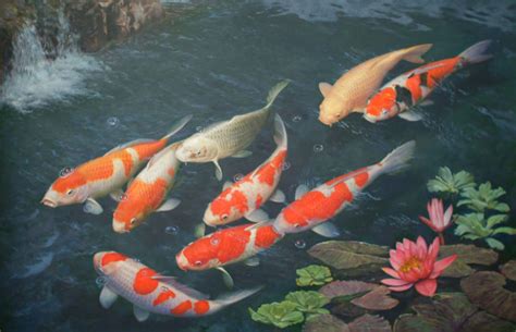 Koi Fish Live Wallpaper (56+ images)