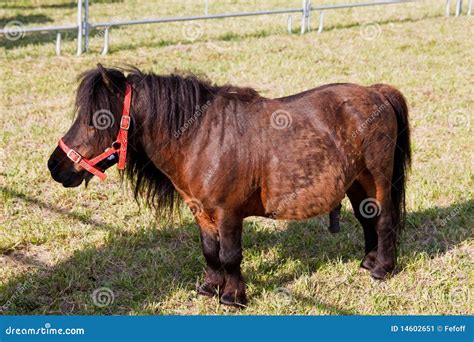 Dwarf Horse stock image. Image of rare, mammal, mini - 14602651