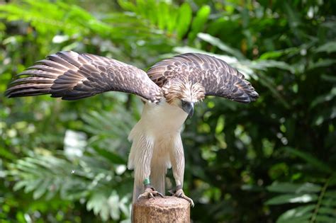 Sanctuary offers hope for endangered Philippine eagle | ABS-CBN News