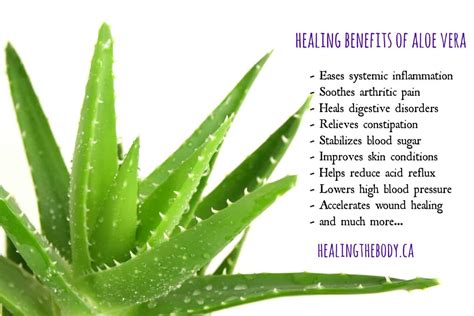 Healing Benefits of Aloe Vera | Healing the Body