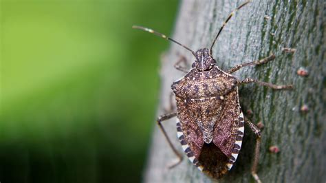 3 Noises That Stink Bugs Make (How To Identify Them) - Pest Pointer