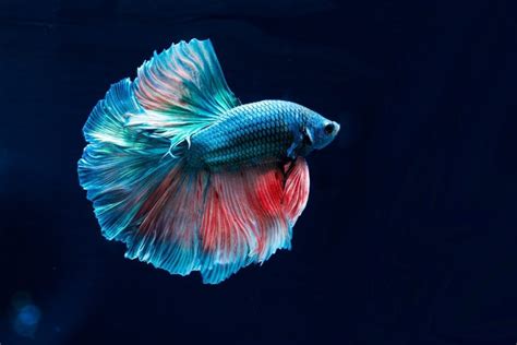 21 Best Fish For 5 Gallon Tanks (With Pictures)