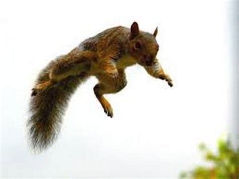 How High Can a Squirrel Jump Off the Ground? - Feeding Nature