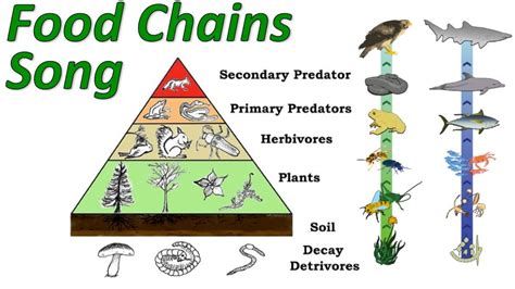 Food Chains: Mr W's Trophic Levels and Pyramid of Energy Song! - YouTube