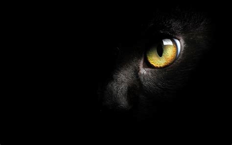 Black Cat HD Wallpapers - Wallpaper Cave