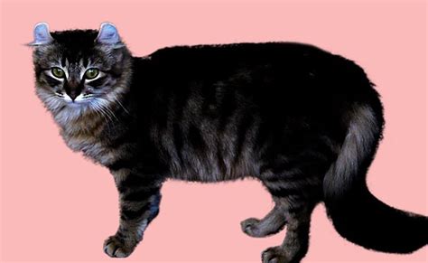 10 Black Cat Breeds - The Fascinating World Of Felines - Petmoo