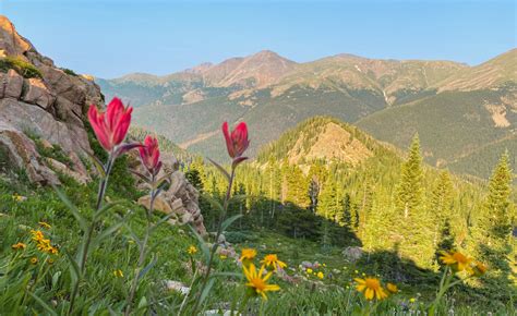 Your Guide to Wildflowers in the Rocky Mountains