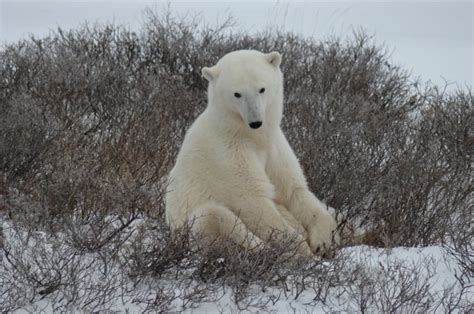 Sea ice melt leaves polar bears 7 fewer weeks for hunting each year ...