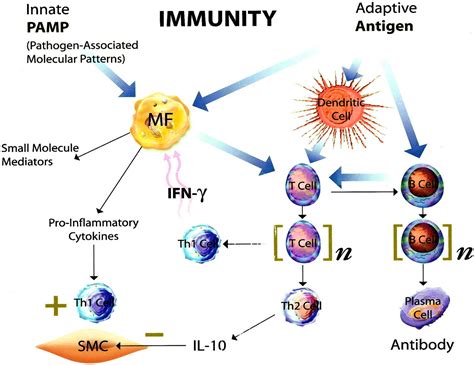 Innate and Adaptive Immunity in the Pathogenesis of Atherosclerosis ...