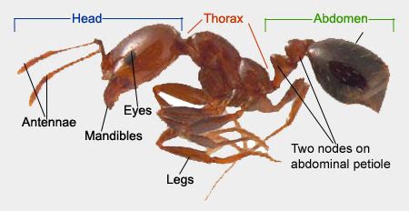 Fire Ant Physiques – Ant Pests