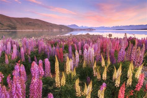 Tekapo Lupin Dreams - NZ Landscape Prints