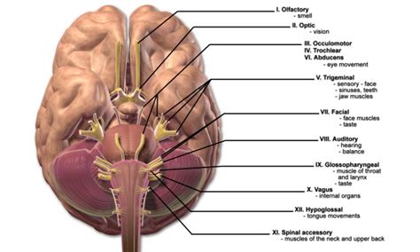 The 12 Cranial Nerves and their Functions | Medical Library