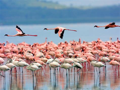 Flamingos-Lake Nakuru National Park-Kenya Wallpaper