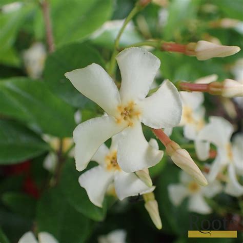 Chinese Jasmine | Trachelospermum 'Asiaticum' | On a 90cm Cane in a 3L ...