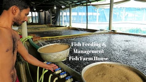 Fish Farming Methods || Fish Feeding and Management - YouTube