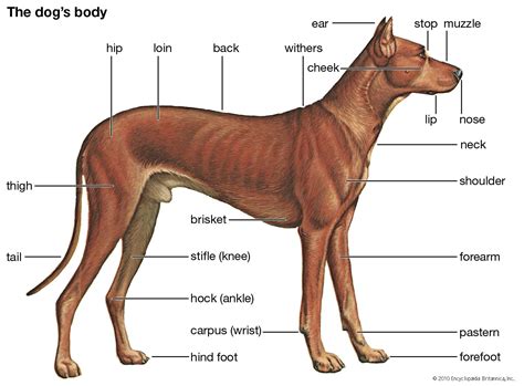 Dog External Anatomy Diagram