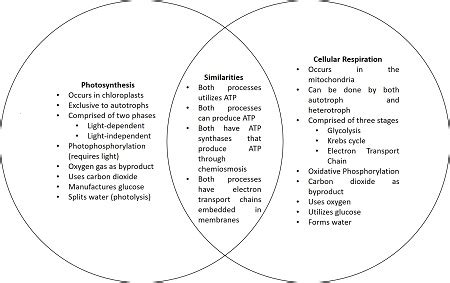 Draw a Venn diagram that compares photosynthesis and cellular ...