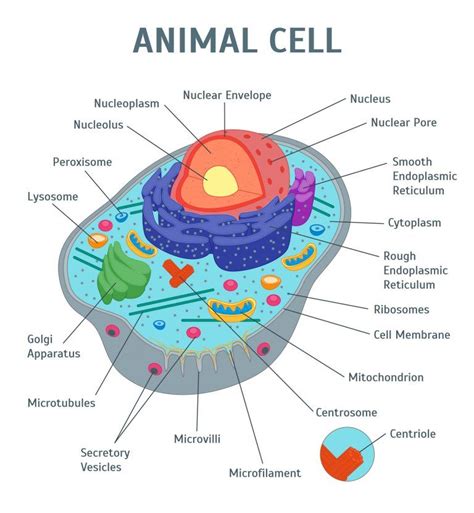 Animal cell and its organelles