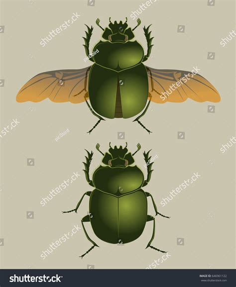 Beetle Wings Stock Vector (Royalty Free) 646961122 | Shutterstock