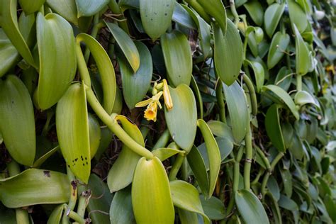 How to Grow and Care for Vanilla Bean Orchid (2022)