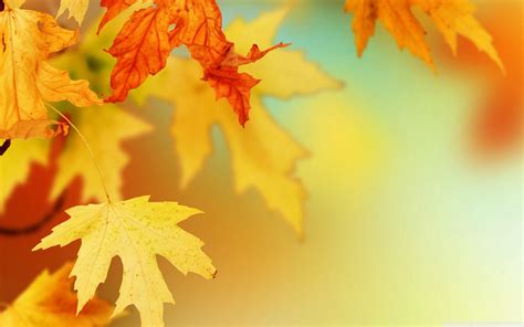 Fall Leaf Backgrounds - Wallpaper Cave