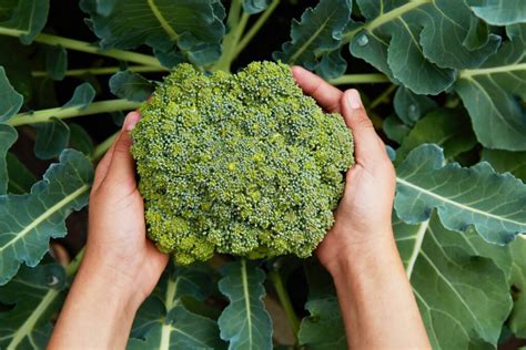 Broccoli Plant Growing Stages: Everything you need to know!