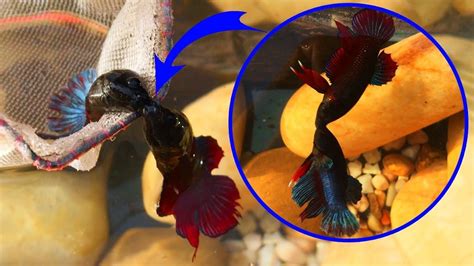 Amazing betta fish fight | Beautiful fighter fish fight