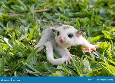 Platinum Mosaic Sugar-glider Stock Photo - Image of possum, emotion ...