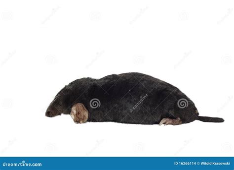 Mole stock photo. Image of blind, moleskin, mammal, dark - 16266114