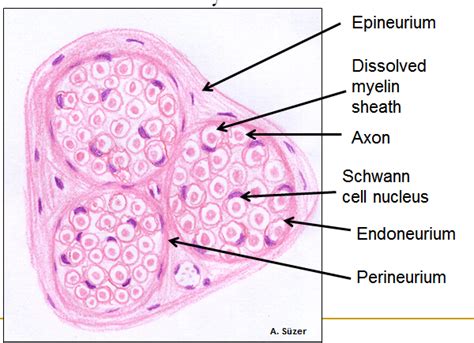 Nervous Tissue