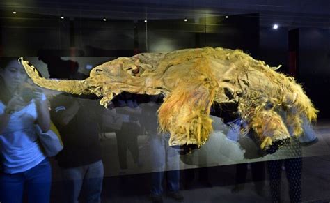 Woolly mammoth cells brought back to life in shocking scientific ...