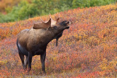 Bull Moose | Denali National Park, Alaska. | Ron Niebrugge Photography