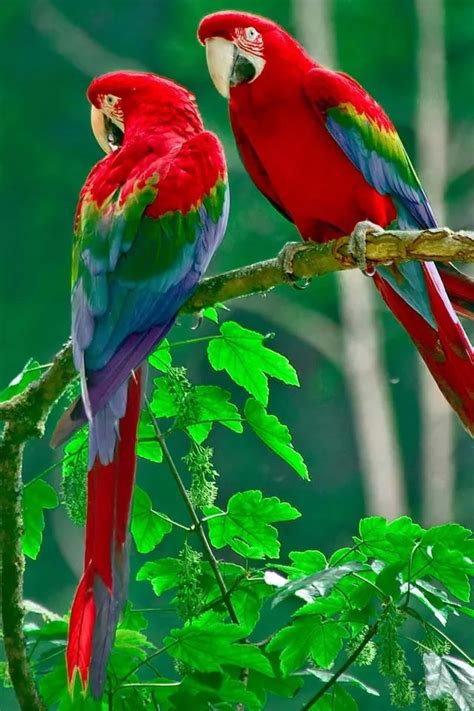 Parrot #iPhone #4s #Wallpaper | Beautiful birds, Parrot wallpaper, Parrot