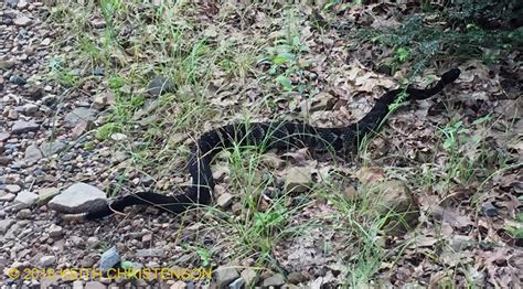 Black-Phase Timber Rattlesnake from Carbon County, Pennsylvania ...