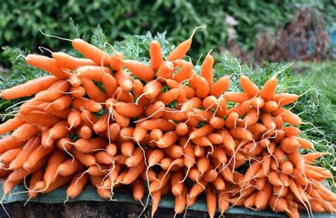 Carrot Seed Germination, Time, Seed Sowing Method | Agri Farming