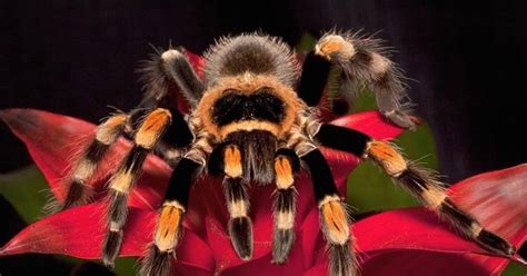 The world's scariest spiders - Daily Star