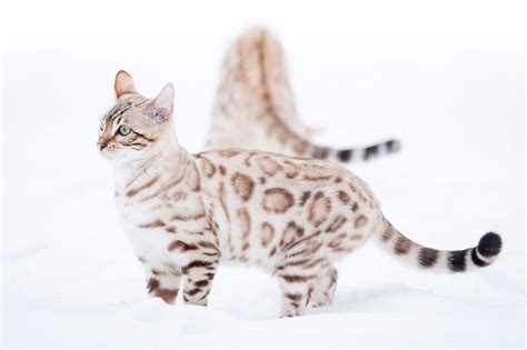 Snow Bengal Cat - Bengal Cats for sale near me - Brown, Silver & Snow ...