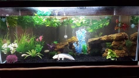 Axolotl Aquarium Set Up - aquarium kaufen tipps