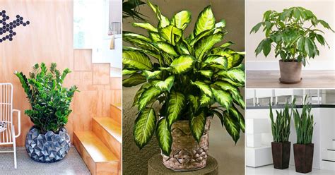 35 Best Indoor Plants On Amazon 2023: Fiddle Leaf And More The ...