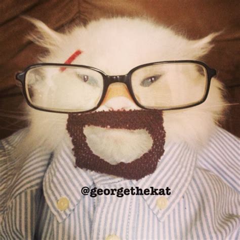 Cat in Walter White Breaking Bad Costume