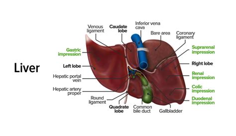 Liver: Anatomy | Concise Medical Knowledge