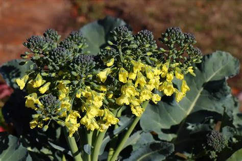 Broccoli Flower Bloom