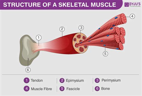 Skeletal Muscle Tissue Labeled Diagram